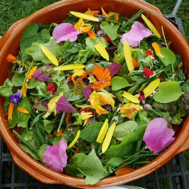 Edimental salad