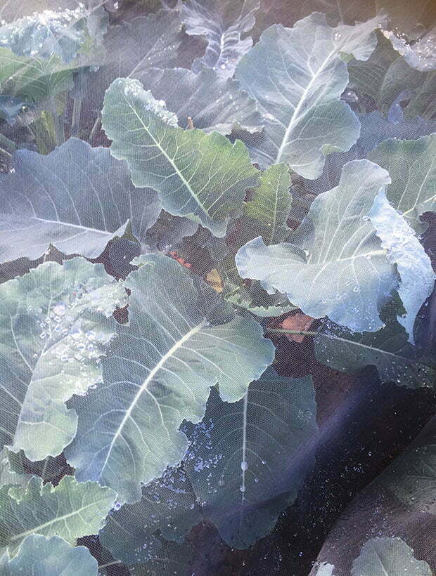 Perennial Nine Star Broccoli