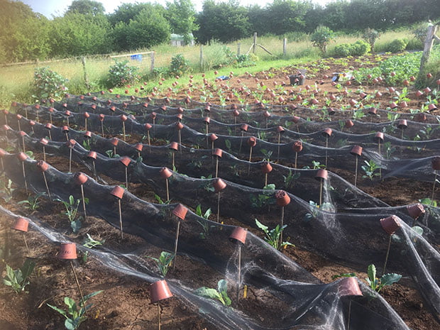 Perennial Nine Star Broccoli