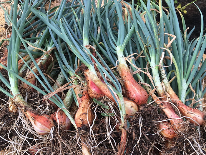 Everlasting onions pack of bare root bulbs/divisions • Incredible