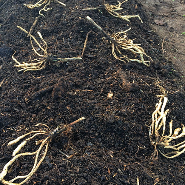 Skirret crown divisions laid out ready to plant