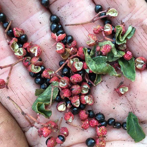 Szechuan pepper potted plant (small) Incredible Vegetables