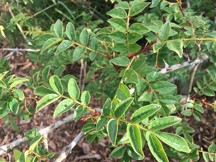 Szechuan pepper potted plant (small) Incredible Vegetables