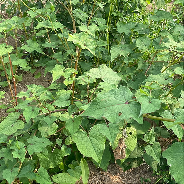 Perennial buckwheat Fagopyrum cymosum (F.dibotrys) ‘GG’