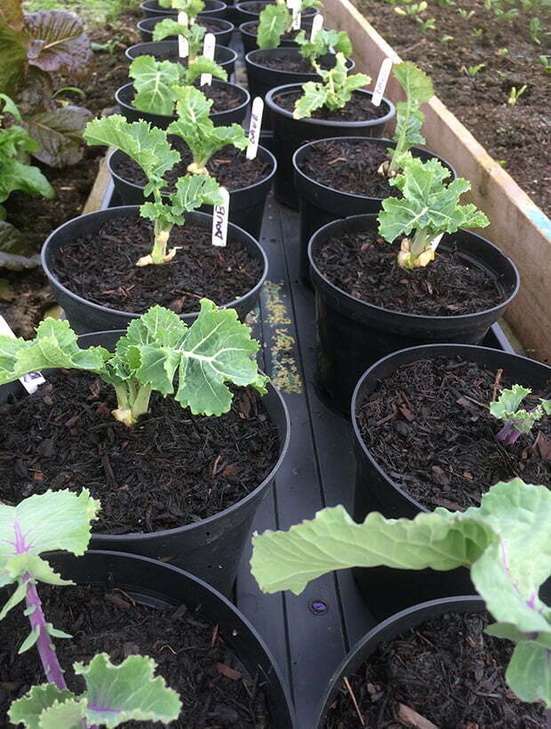 Perennial kale cuttings