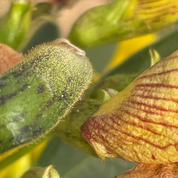 Pigeon pea pod and flower