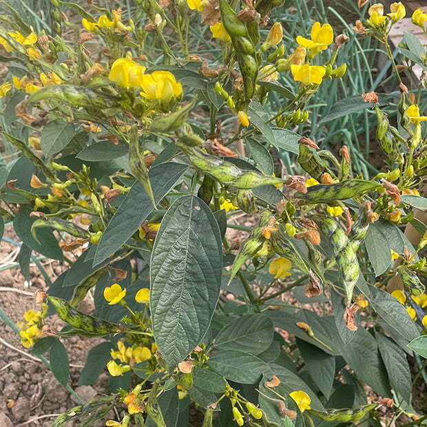 Pigeon pea Cajanus cajun flowering plant