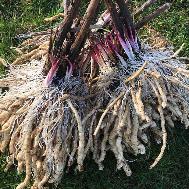 Three year old skirret plants