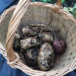 Some baked potato size Yacon tubers freshly lifted